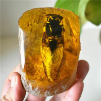 Amber King Fossil Plants Insects Characteristics Cicada Decorative