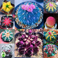 Mixed Color Cactus Plant Seeds for Sale (80pcs/pack) แคคตัสราคาถูก Cactus Seeds for Planting Flowers