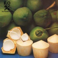 Bibit Tanaman Kelapa Pandan Wangi