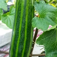 Krai / Timun Krai 500 gram