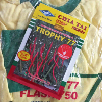 (Beli 3 Gratis Kaos) Benih Cabe Merah Keriting TROPHY 77 F1 10 Gram Cap Kapal Terbang