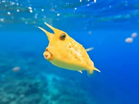 Ikan Hias Air Laut Buntal Sapi