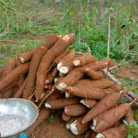 Singkong Bogor Segar FRESHH DADAKAN PETIK SETELAH ada pesanan masuk Isi 5kg