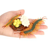 4 Stages Life Cycle of a Centipede, Centipede Toy Figure Painted Model