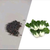 Biji benih sawi baby pakcoy