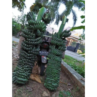 TERMURAH !!!, Jual Bibit Bonggol Pisang Kepok Tanjung, Jual Bibit Bonggol Pisang Kepok Tanpa Jantung