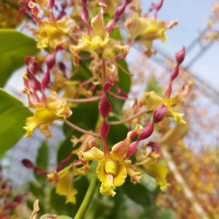 Bibit Anggrek Dendrobium Plintir Keriting Melintir. Seedling - Remaja terawat dari indukan spesial. 