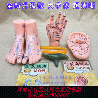 {可刷卡 打統編}人體部位按摩反射區穴位模型手足耳部耳朵 手掌手背 腳足部刻字版