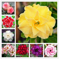 [Hot Sale] 100% 2Pc Real Multi ALS Desert Rose Seeds Cfk4♥100% 2Pc Real Multi-Petal Adenium Obesum S
