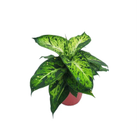 【Gardeners】星光燦爛黛粉葉 3吋盆 -1入(室內植物/綠化植物/觀葉植物)