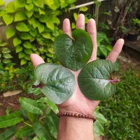 daun binahong merah - daun herbal tanaman binahong Obat