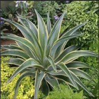 Tanaman Hias Agave Mahkota Siap Tanam