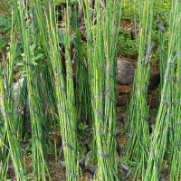 taneman hias bambu air / taneman hias murah Tanaman Hijau