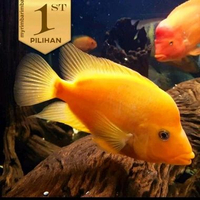 Paket Koloni (Isi10)Red Devil Cichlid Ikan Hias Predator Hiasan Aquarium Tanaman Aquascape -