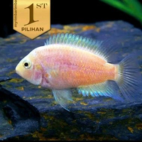 Pink Convict Cichlid (Isi 2)Ikan Hias Aquascape Hiasan Aquarium Tanaman Air -