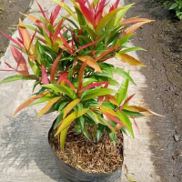 Tanaman Hias Pucuk Merah Tinggi 20 - 40 cm - Bibit Tanaman Hias Pucuk Merah