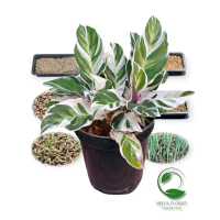 Calathea Tissue Fern Dekorasi Meja Kantor Ornamen Pemurnian Udara Desktop - Hiasan Artificial