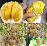 Bibit Pohon Durian MusangKing Super Unggulan Berbuah 3-4 tahun Batang Pendek Buah Jumbo Rasa Nikmat
