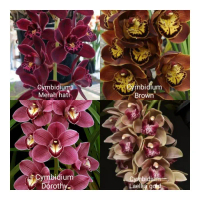 Tanaman hias jenis 4 paket bunga cymbidium