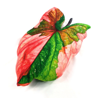 Bantal Boneka Daun Caladium Bicolor Heart Merah Keladi Caladium Baret