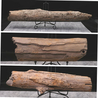 黑龍江木化石冰河時期樹化玉硅化木原石擺件天然奇石觀賞石標本