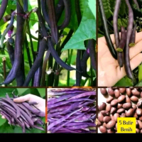 Biji benih buncis ungu/purple beans