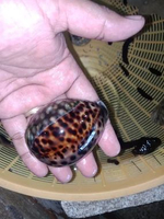 Keong Air Laut Keong Tutul Jumbo