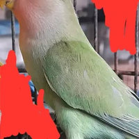BURUNG LOVEBIRD NK GREEN BABY AN SATUAN