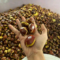ORGANIK ID -   JENGKOL TUA BUNGAS SUDAH FULL SORTIL UKURAN SEDANG DAN BESAR PER 1KG /JENGKOL TUA TER