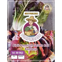 Bibit Premium Selada Red Romaine| Benih Selada Romaine Merah|Selada