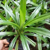 Tanaman pandan wangi - bibit pandan wangi - tanaman artifical alias asli tanaman