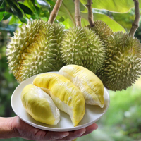 【Gold Thon】Sweet Juicy 泰國冷凍金枕頭榴槤8盒/300g*8(泰國 榴槤 榴蓮 榴槤冰 金枕頭榴槤 金枕頭)