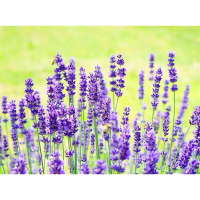 萊潔 薰衣草紫色/蜜糖橘色(全新)
