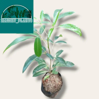Tanaman Artificial tabebuya pink pohon tabebuya pink tabebuya sakura Tanaman Artificial hiasan rumah