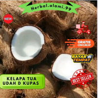 buah kelapa tua udah d kupas 1 kelapa tua masih segar dan besar