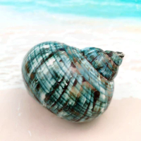 Big Green Snail Conch Shell Aquarium Fish Tank Landscaping Mediterranean Home Floor Window Display Hermit Crab Shell