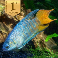 Sepat Paradise Blue-Yellow Ikan Hias Dekor Aquascape Hiasan Aquarium -