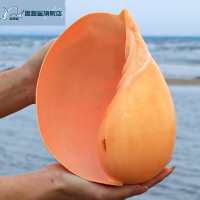 黃瓢螺天然超大海螺魚缸貝殼裝飾品水族箱造景多肉花盆創意擺件
