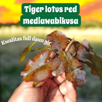 Tiger lotus tanaman aquascape hiasan aquarium