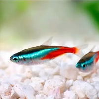 Neon tetra size SM - ikan hias neon tetra aquarium aquascape
