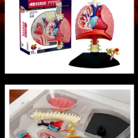 4D Master ducational Toys Assembled Model of Human Lung Anatomy Medical Respiratory System