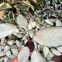 Tanaman Hias Calathea Silver - Bibit Calathea Silver By Cah Flora