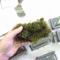 mos vesicularia @wepping/peacok lempeng semi bisa darat/air aquascape