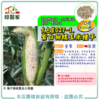 【綠藝家】大包裝G27-1.紫白甜糯玉米種子70克(約350顆)