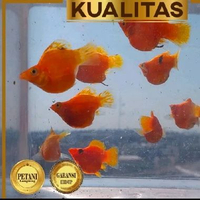 Molly Sunkist Balon Size M Ikan Hias Aquascape Hiasan Aquarium Tanaman Air