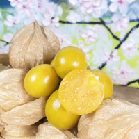 【初品果】產地直送日本黃金小莓果燈籠果x5袋(150g/袋_養生果實)