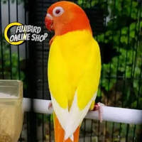 BURUNG LOVEBIRD LUTINO MM MATA MERAH