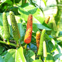 Bibit Tanaman Herbal Cabe Jamu Cabe Jawa Artificial