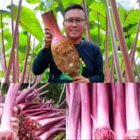 Bibit Talas Ungu Bogor Jumbo/Pratama 3 Kualitas Premium