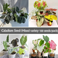 Mixed Varieties 100 Seeds/bag Caladium Seeds From Thailand Flower Seeds for Planting Flowers Caladiu